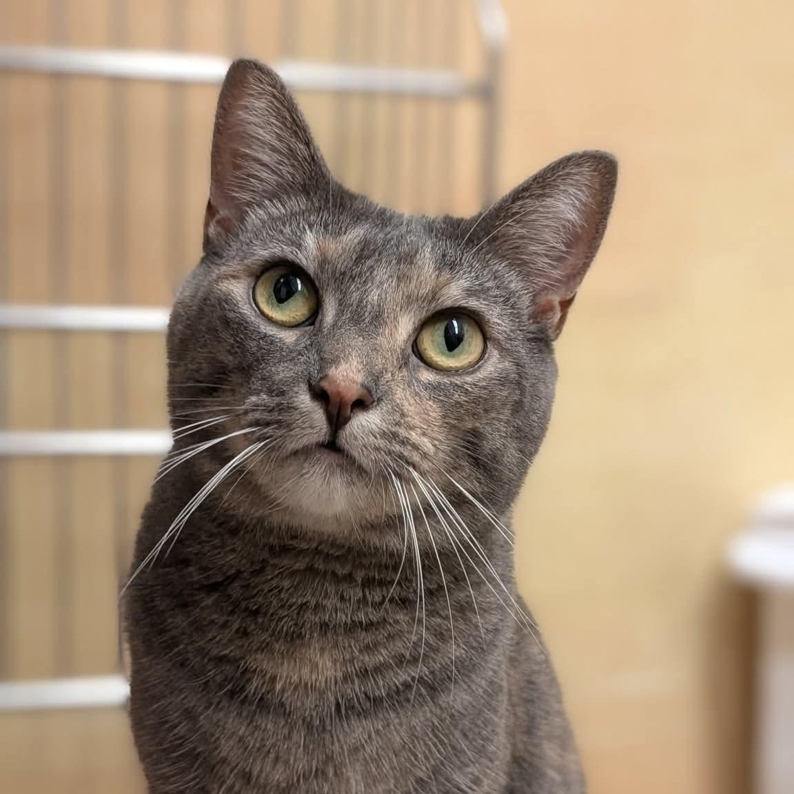 Cheyanne, an adopted Domestic Short Hair in Sewell, NJ image 4/4