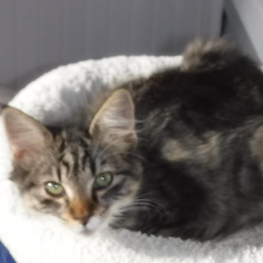 Marcia - Super Affectionate