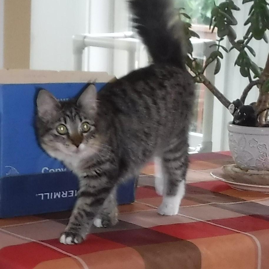 Enlarge Marcia - Super Affectionate, an adoptable Tabby in Hoquiam, WA image 1/4