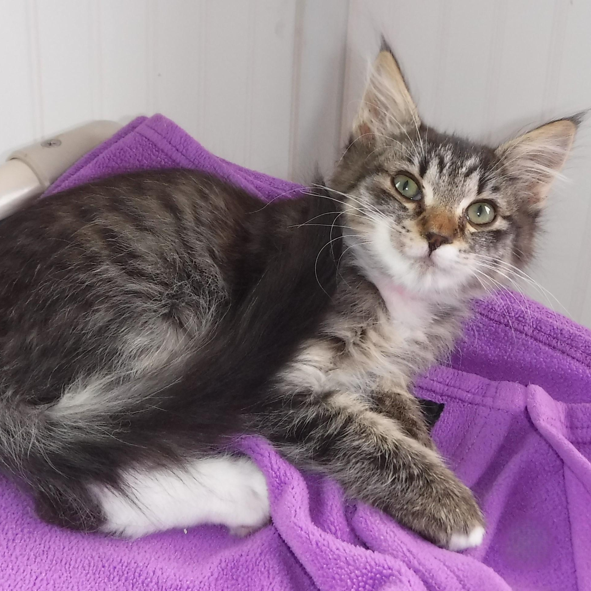 Marcia - Super Affectionate