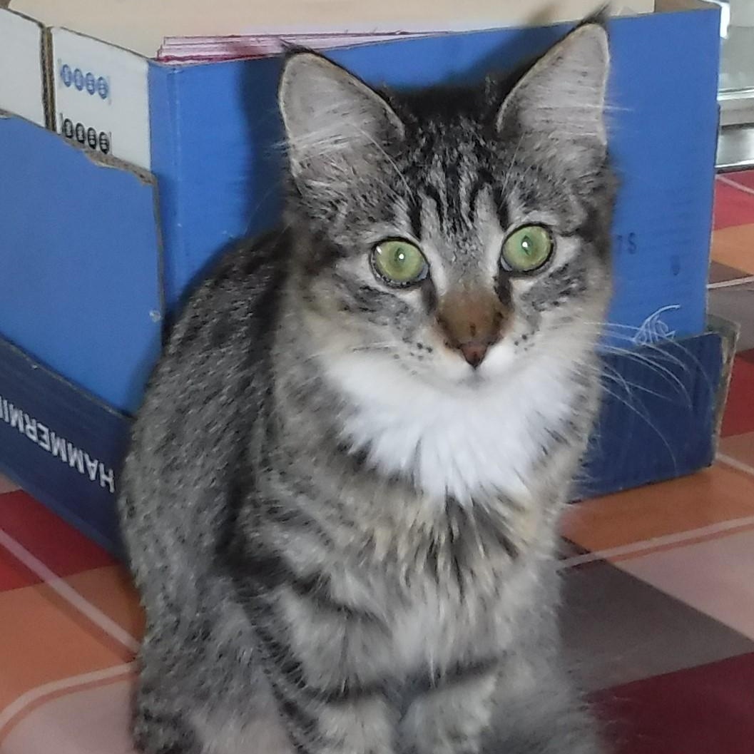 Enlarge Marcia - Super Affectionate, an adoptable Tabby in Hoquiam, WA image 3/4