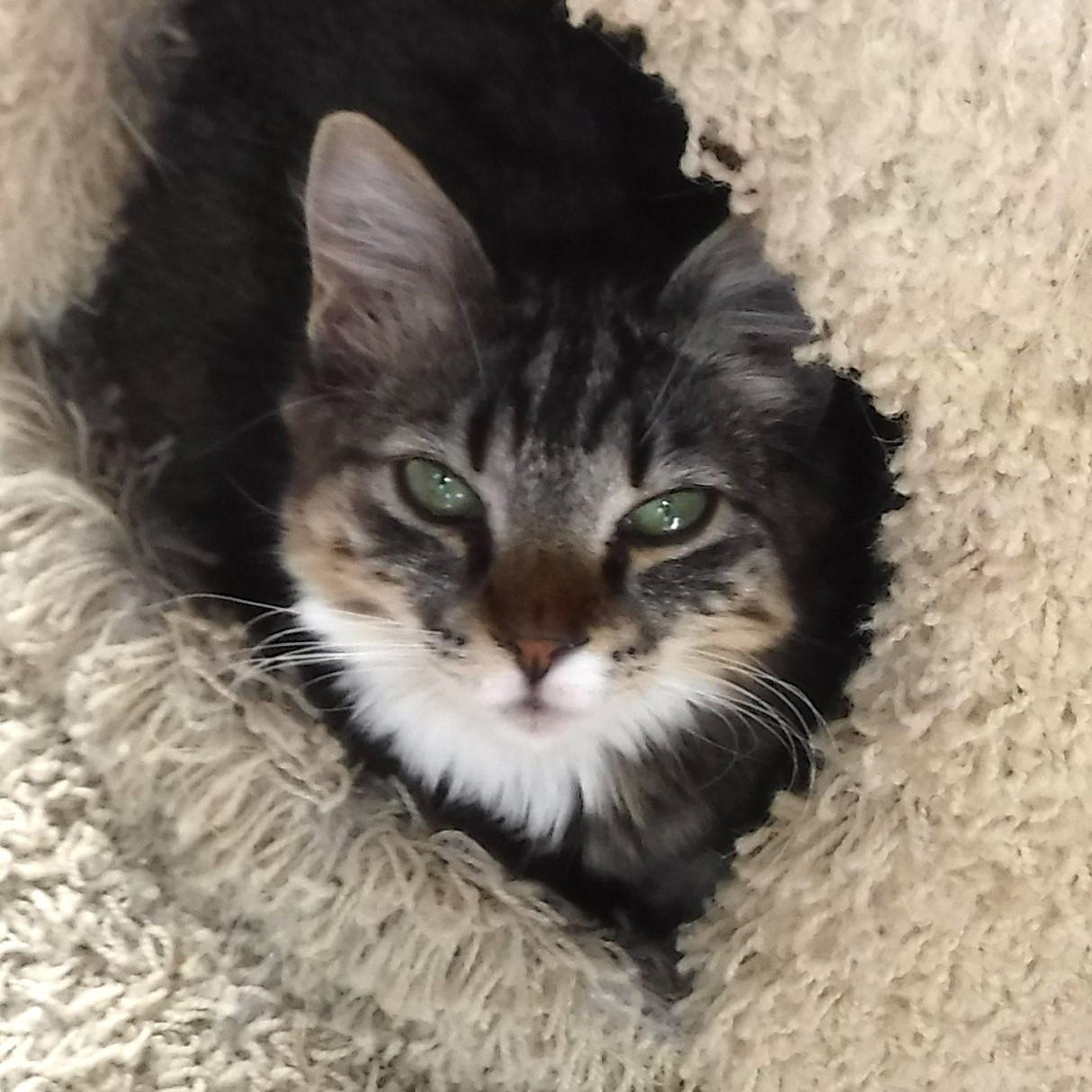 Enlarge Marcia - Super Affectionate, an adoptable Tabby in Hoquiam, WA image 5/5