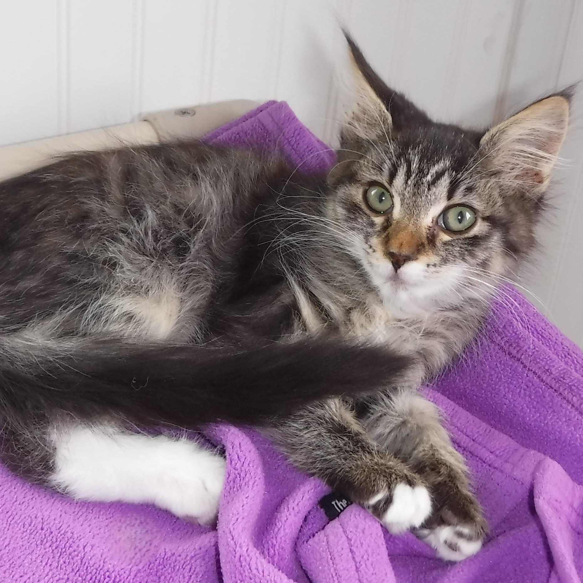 Marcia - Super Affectionate