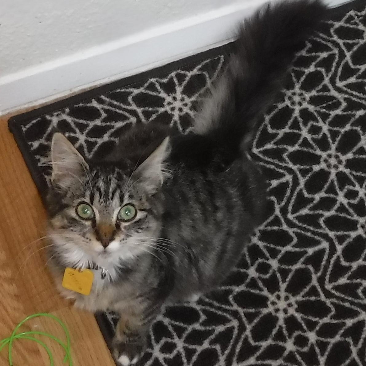 Enlarge Marcia - Super Affectionate, an adoptable Tabby in Hoquiam, WA image 4/4