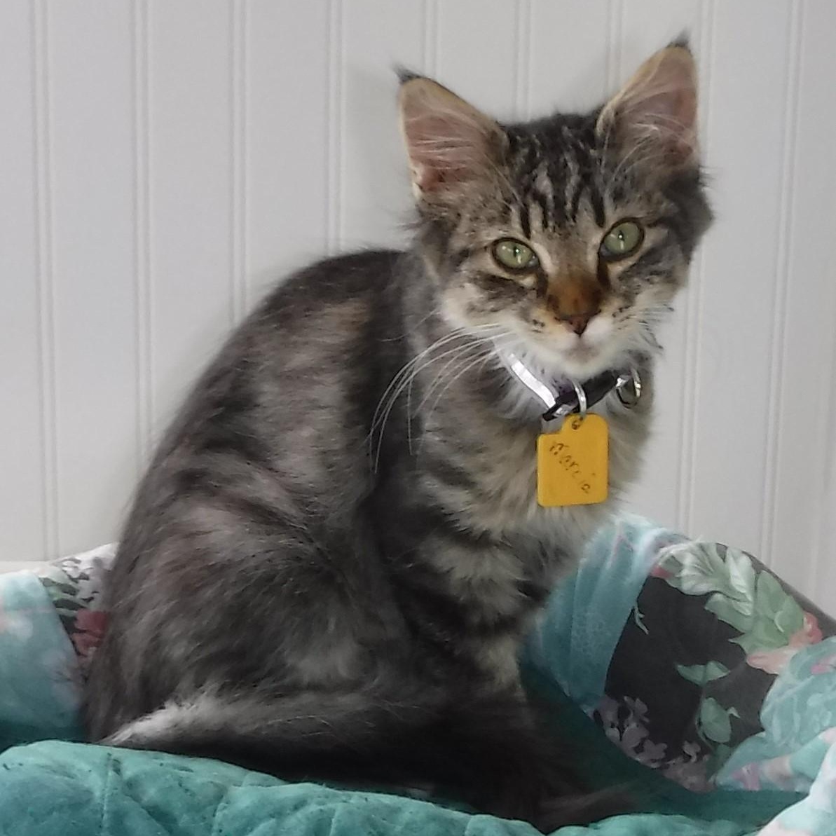 Enlarge Marcia - Super Affectionate, an adoptable Tabby in Hoquiam, WA image 2/4