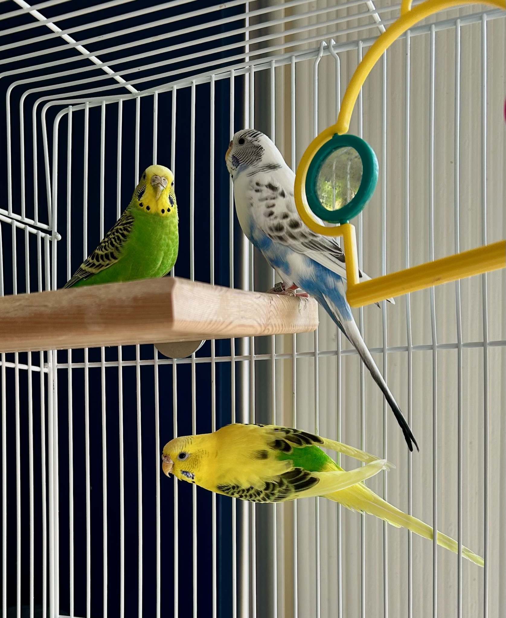 Enlarge India, Canada & Sweet Pea, a Adoptable Budgie / Budgerigar in Salt Lake City, UT image 1/1