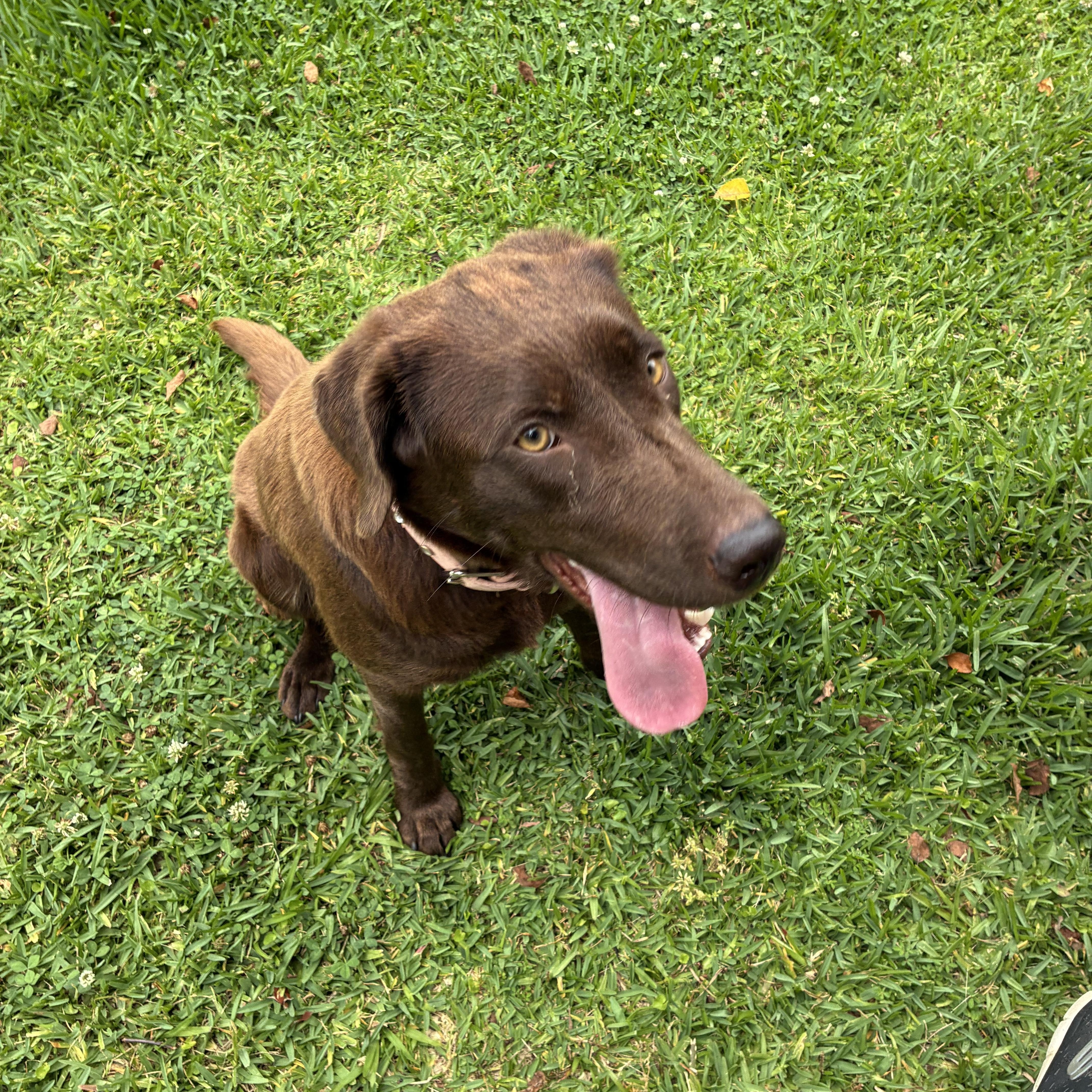 Enlarge Hazel, an adopted mixed breed in Newark, NJ image 1/1