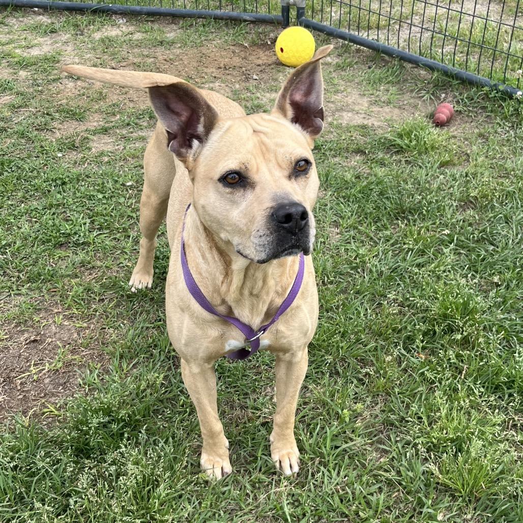 Enlarge Honey, a Adoptable Terrier in Hattiesburg, MS image 3/6