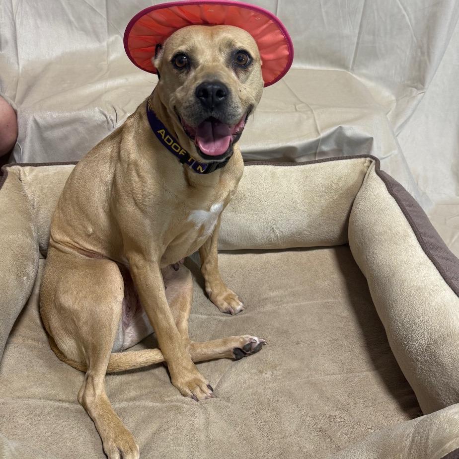Enlarge Honey, a Adoptable Terrier in Hattiesburg, MS image 4/6