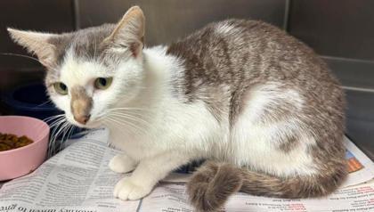 Morticia, Adoptable, Adult Female Domestic Short Hair.