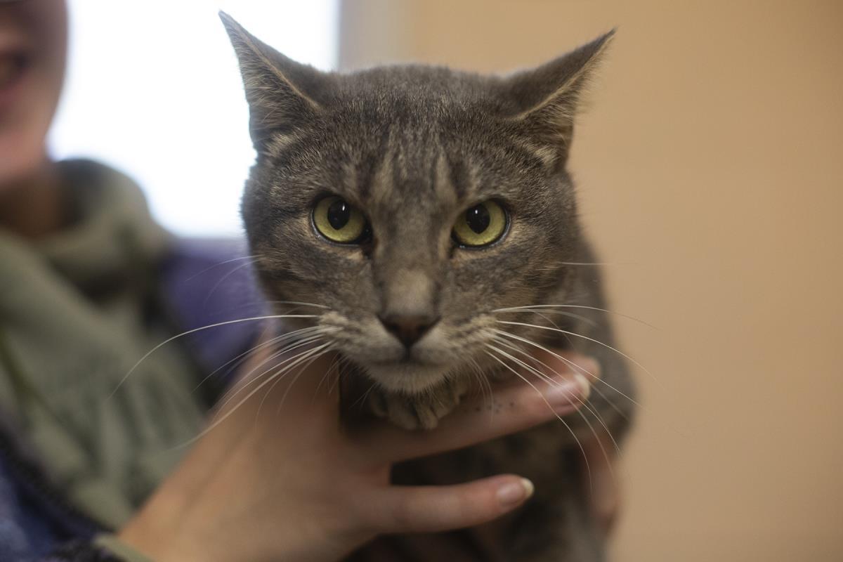 Enlarge Ozzy, a Adoptable mixed breed in Mountain Home, AR image 1/1