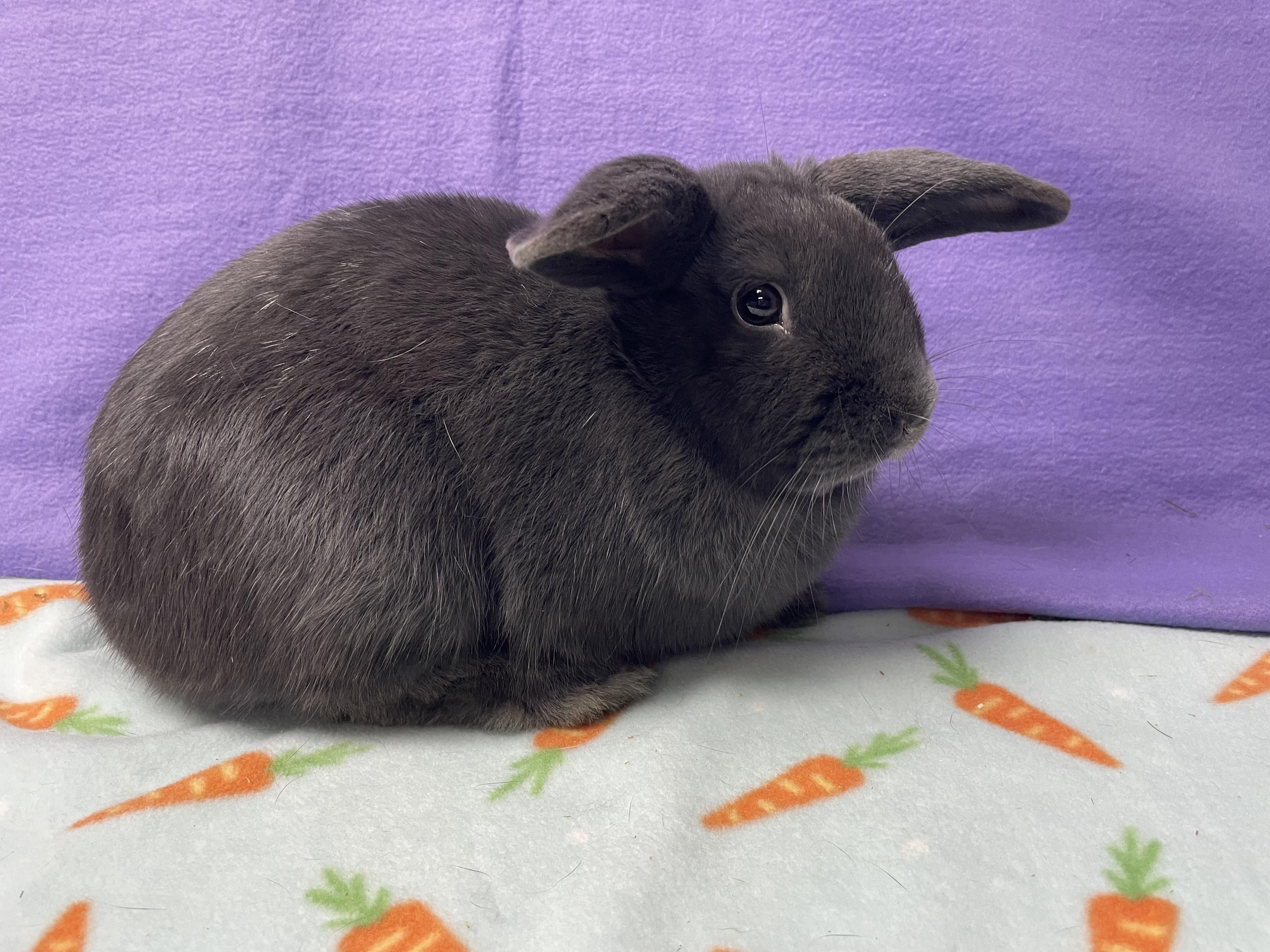 Morpheus, adoptable, Young Male Bunny Rabbit.