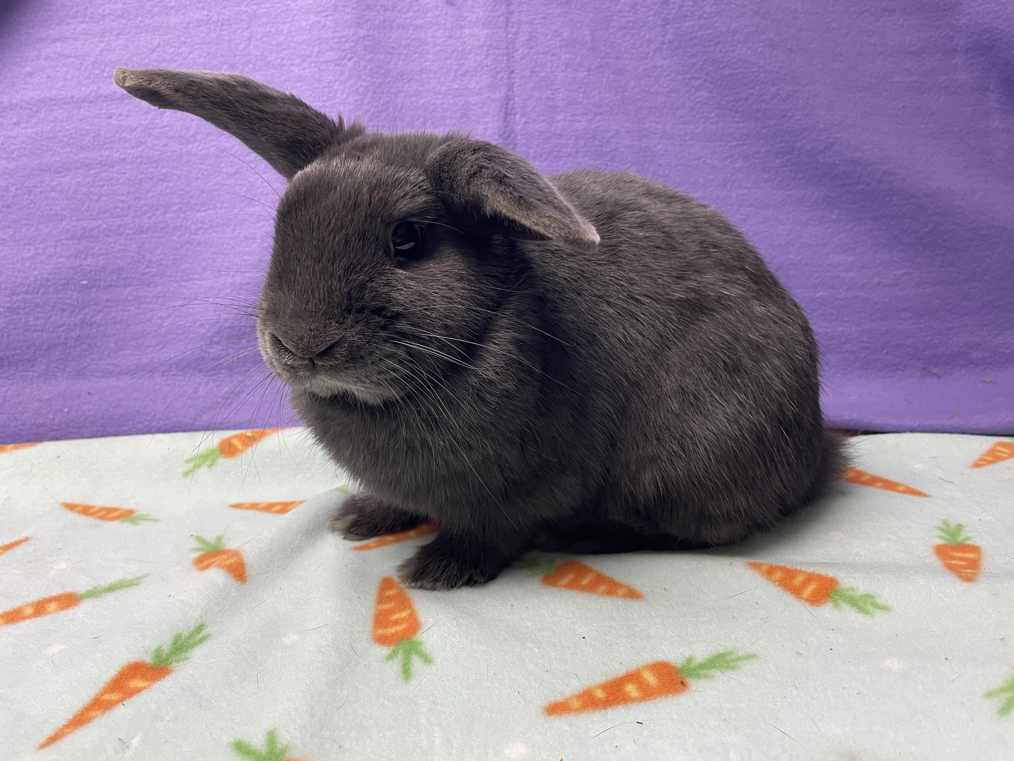 Enlarge Morpheus, an adoptable Bunny Rabbit in Harrisburg, PA image 2/4