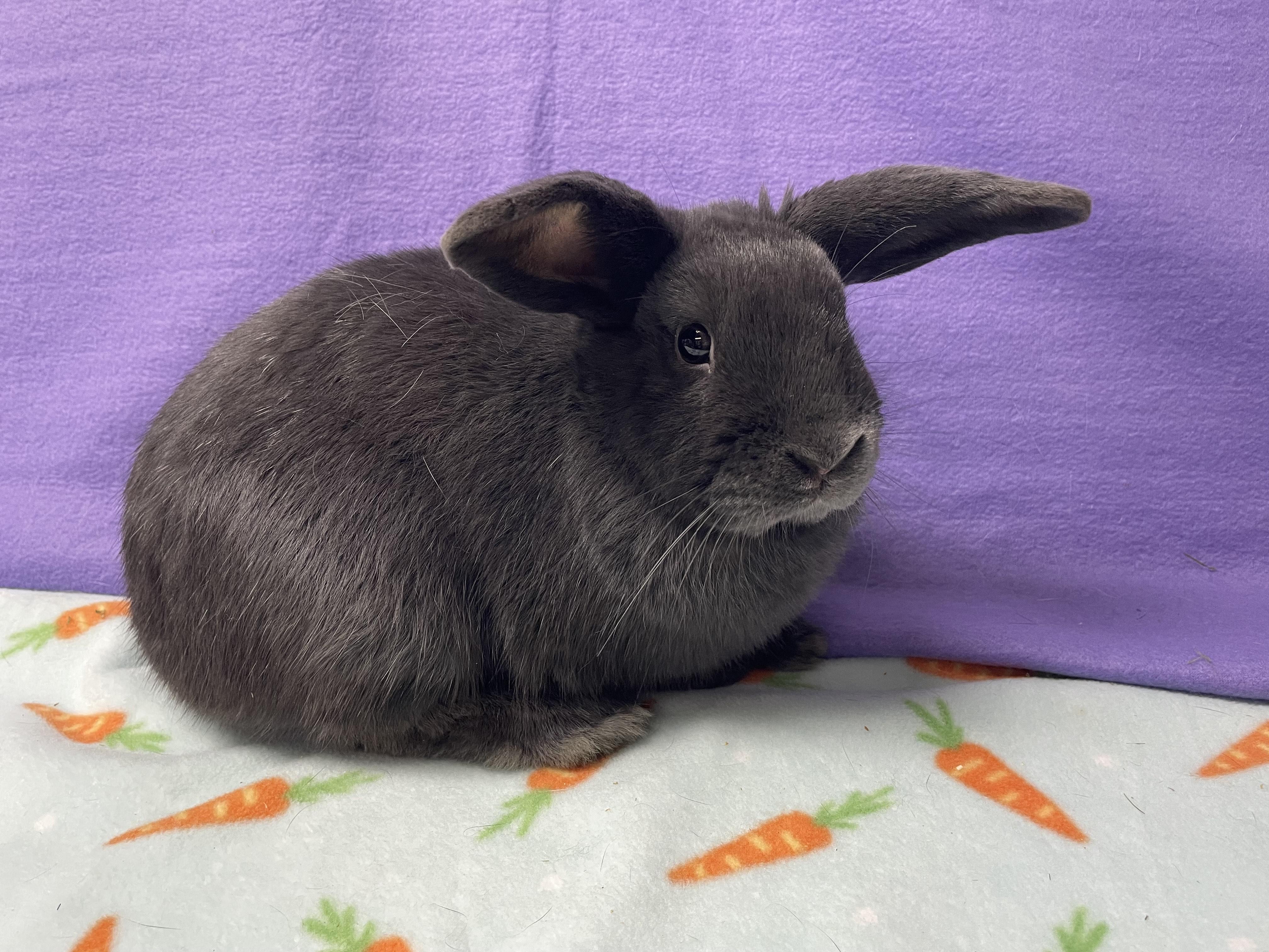 Enlarge Morpheus, an adoptable Bunny Rabbit in Harrisburg, PA image 3/4