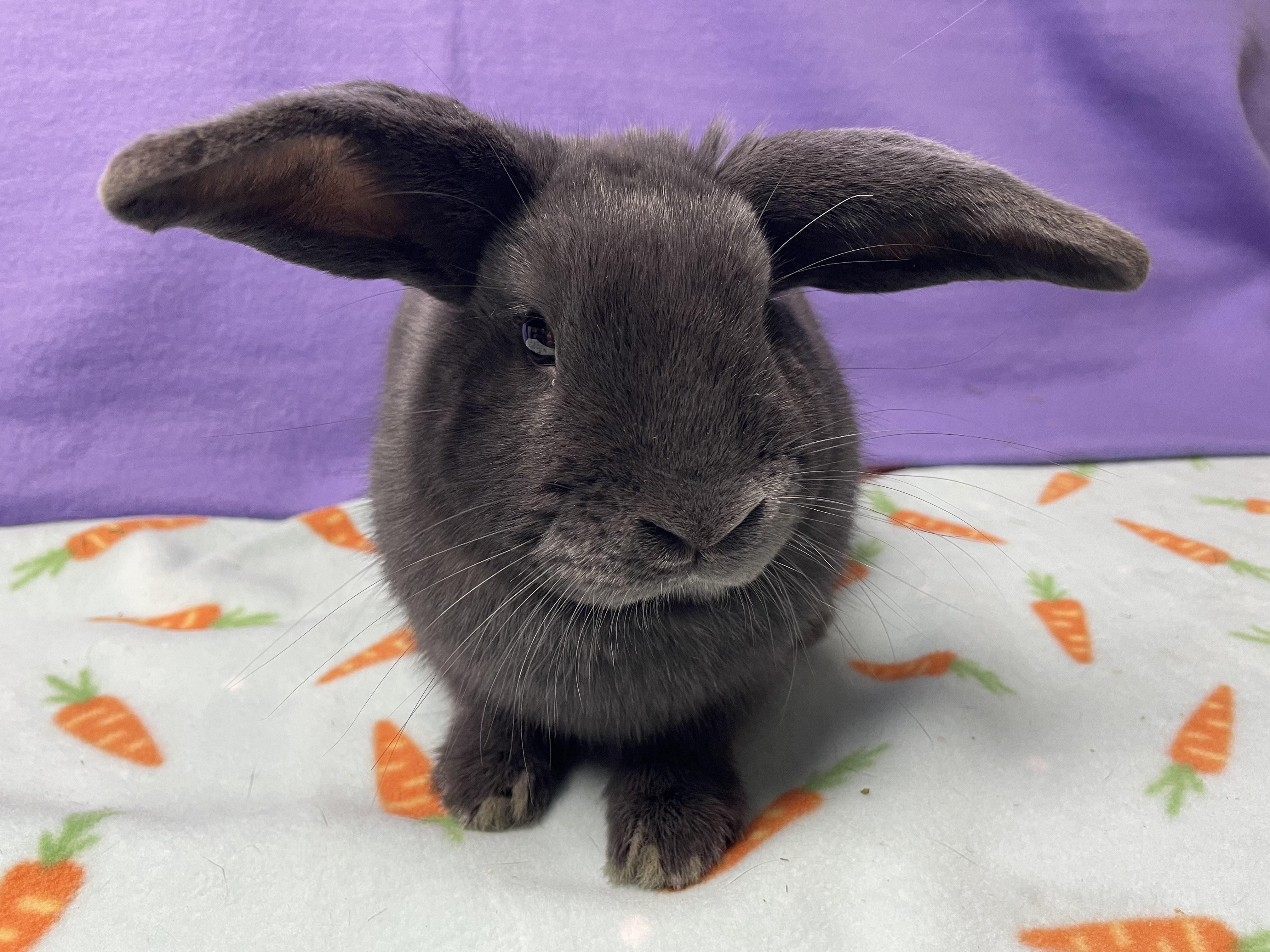 Enlarge Morpheus, an adoptable Bunny Rabbit in Harrisburg, PA image 4/4