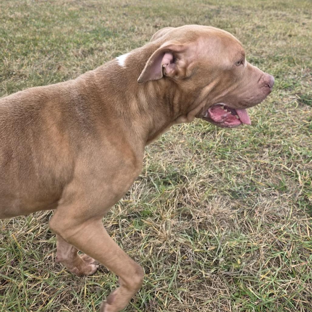 Enlarge Roland, a Adoptable mixed breed in Bristol, IN image 1/6