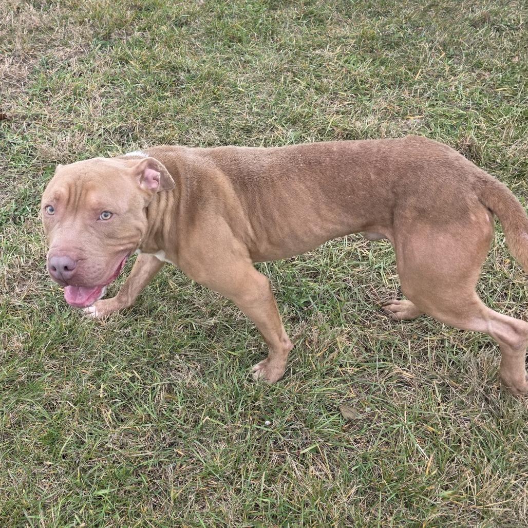 Enlarge Roland, a Adoptable mixed breed in Bristol, IN image 2/6