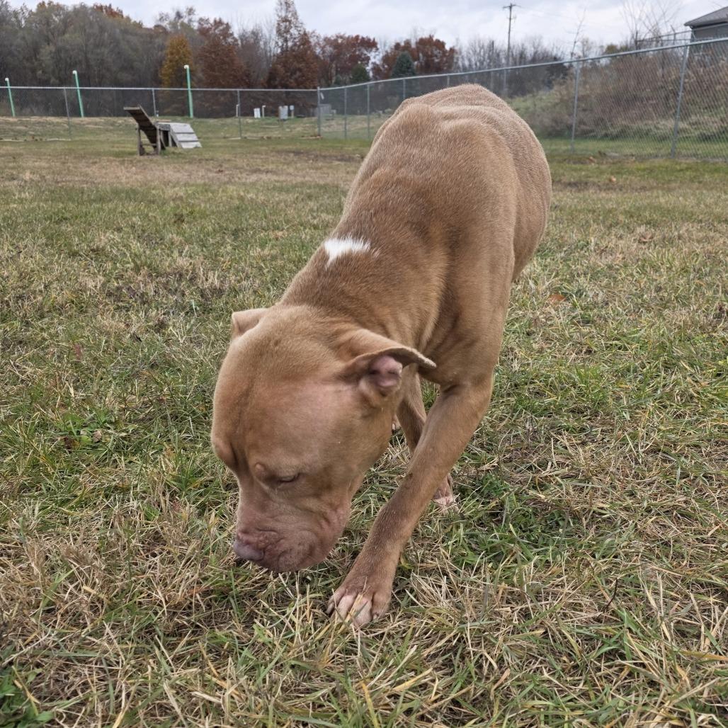 Enlarge Roland, a Adoptable mixed breed in Bristol, IN image 1/6