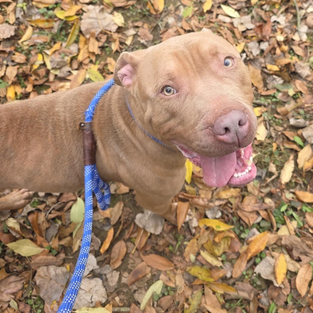 Enlarge Roland, a Adoptable mixed breed in Bristol, IN image 5/6