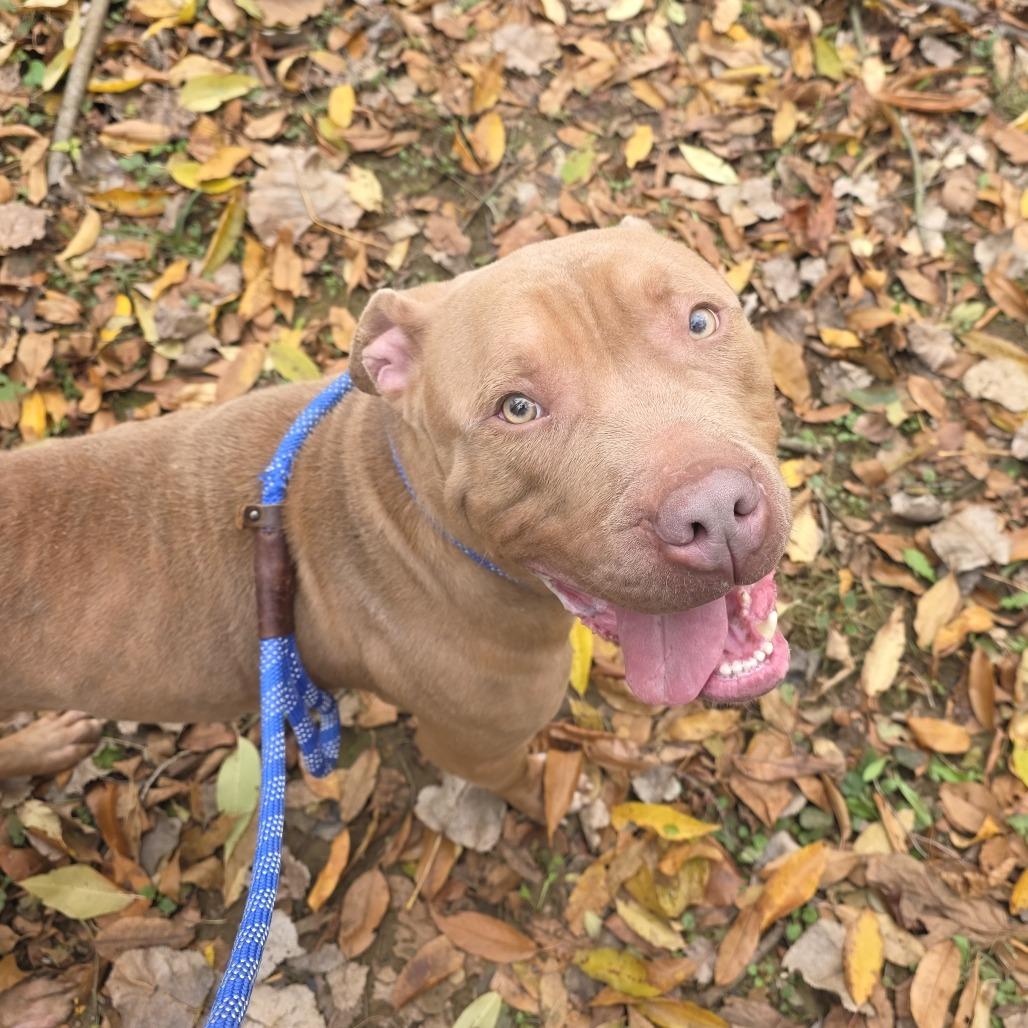 Enlarge Roland, a Adoptable mixed breed in Bristol, IN image 2/6