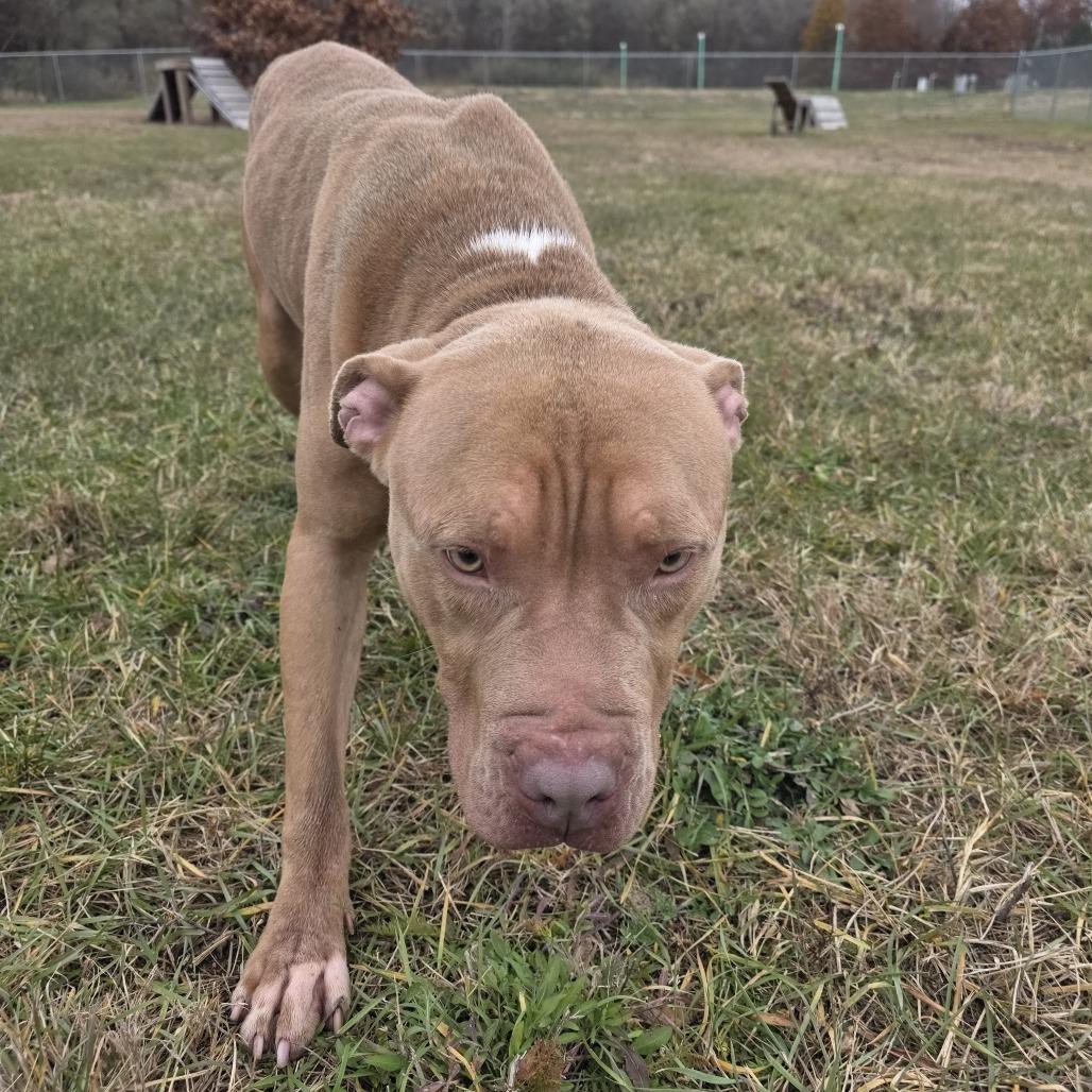 Enlarge Roland, a Adoptable mixed breed in Bristol, IN image 4/6