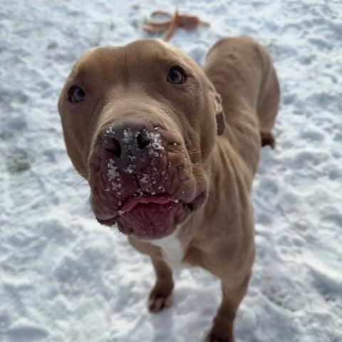 Enlarge Roland, a Adoptable mixed breed in Bristol, IN image 6/6