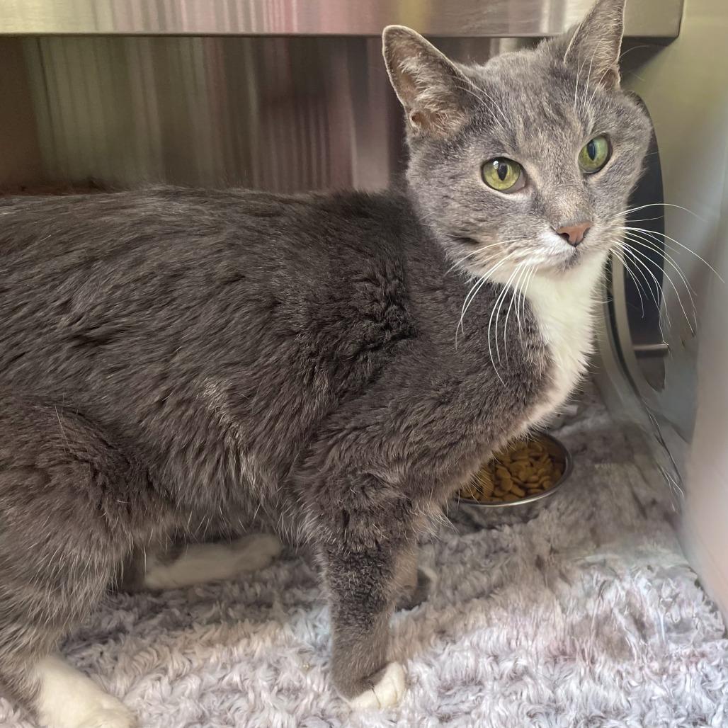 Gracie, Adoptable, Senior Female Domestic Short Hair.