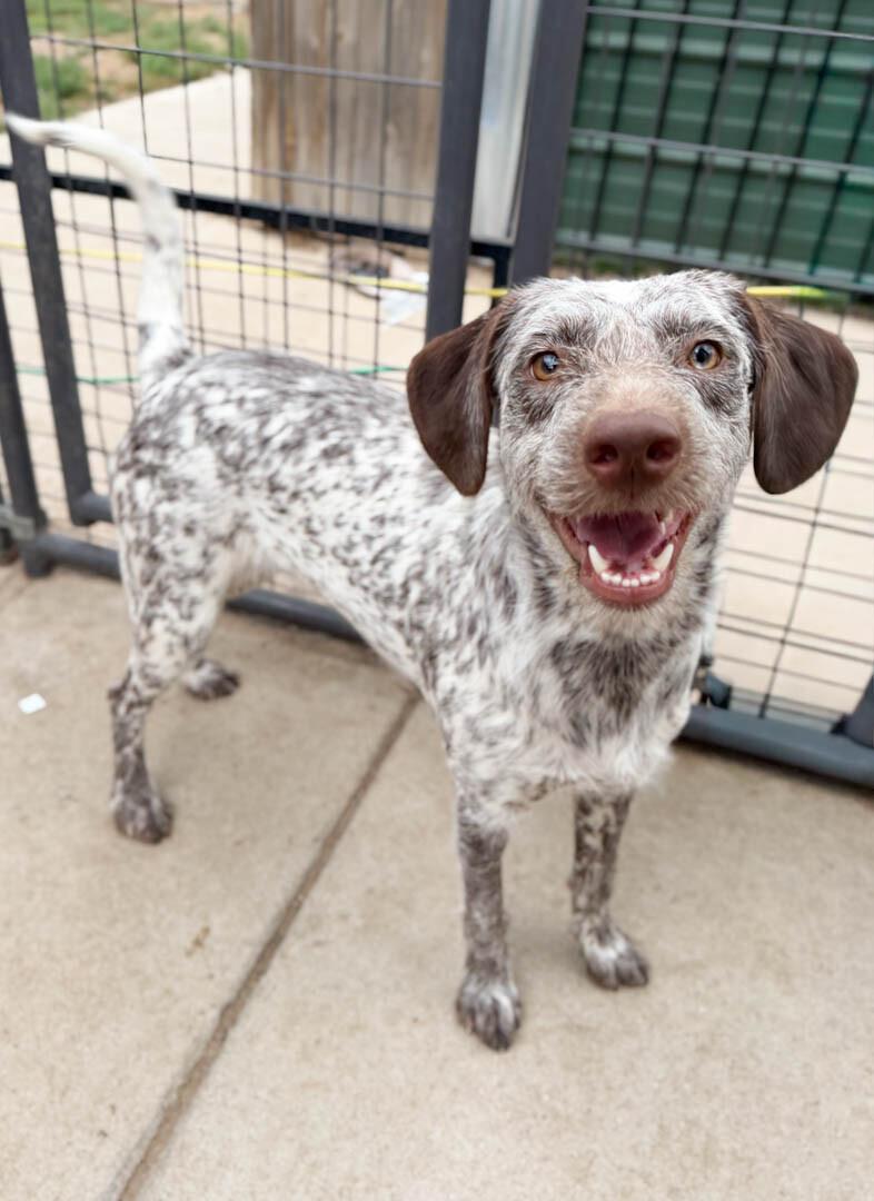 Maundra, Adoptable, Young Female German Shorthaired Pointer & Poodle.