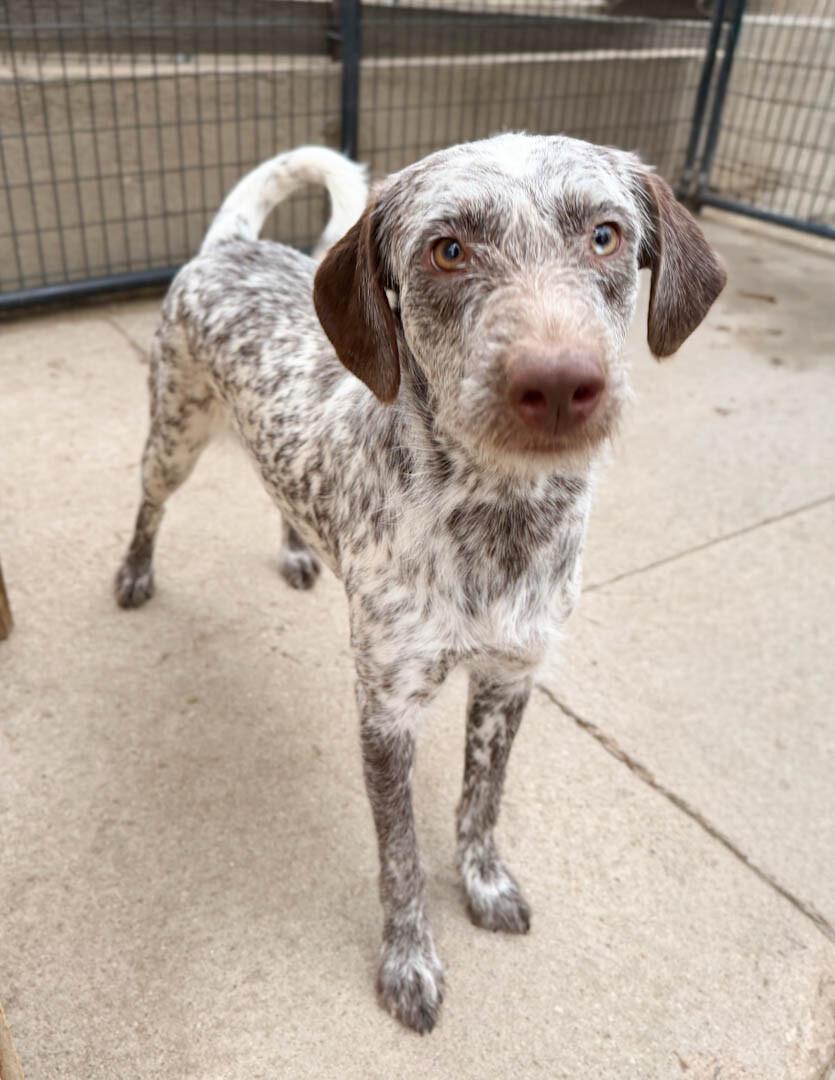 Enlarge Maundra, a Adoptable mixed breed in Windsor, CO image 2/2