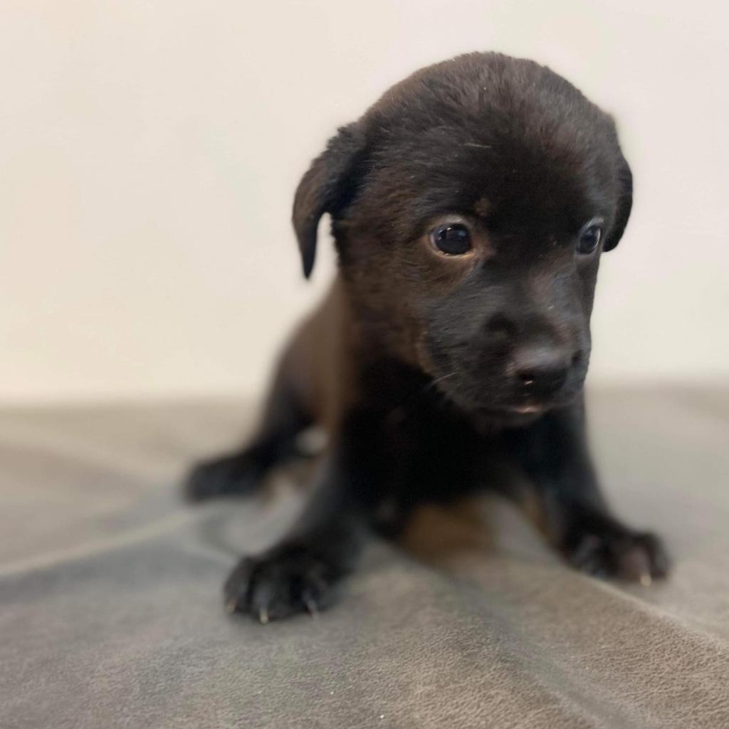 Enlarge Peaches, a Adoptable Labrador Retriever in Laurel, MS image 1/3