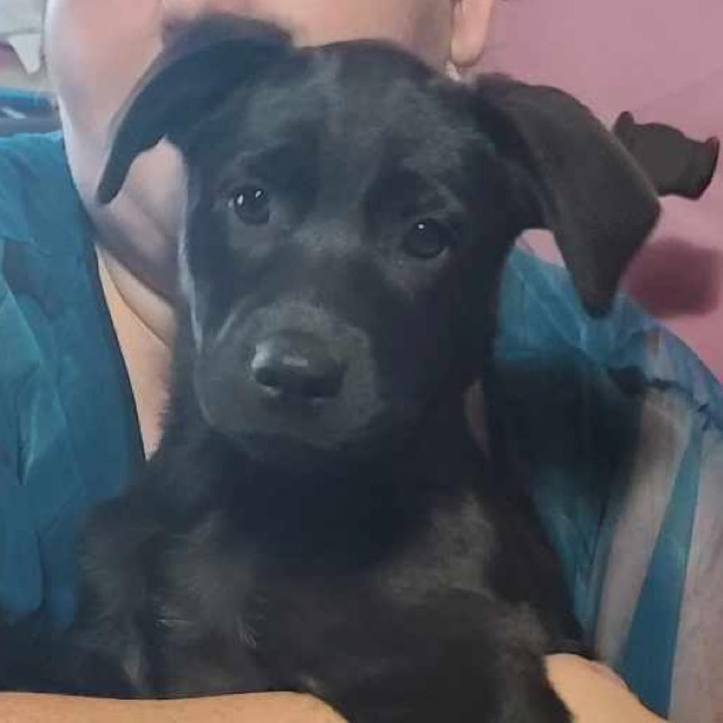 Enlarge Peaches, a Adoptable Labrador Retriever in Laurel, MS image 2/3