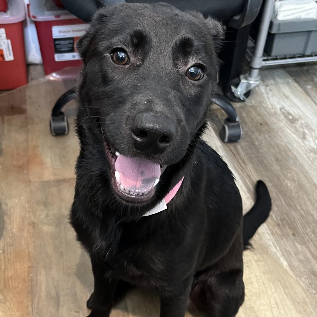 Enlarge Peaches, a Adoptable Labrador Retriever in Laurel, MS image 3/3