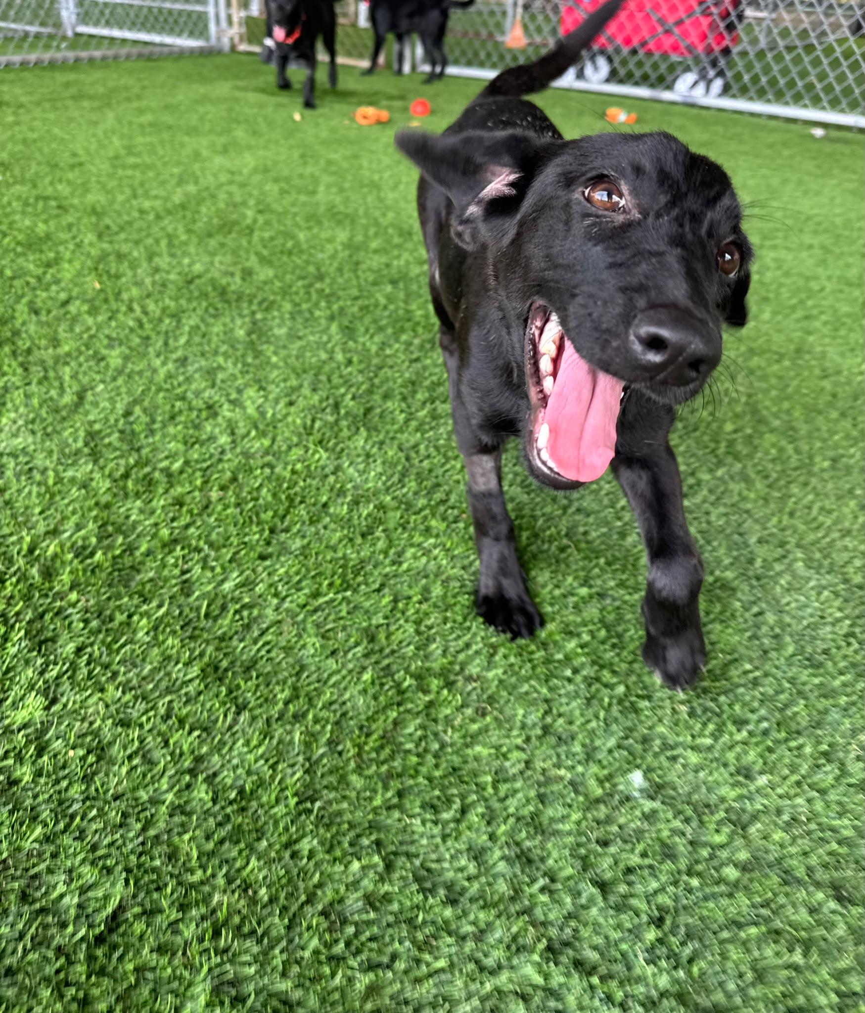 Laena, a ADOPTABLE mixed breed in Morristown, NJ image 1/3