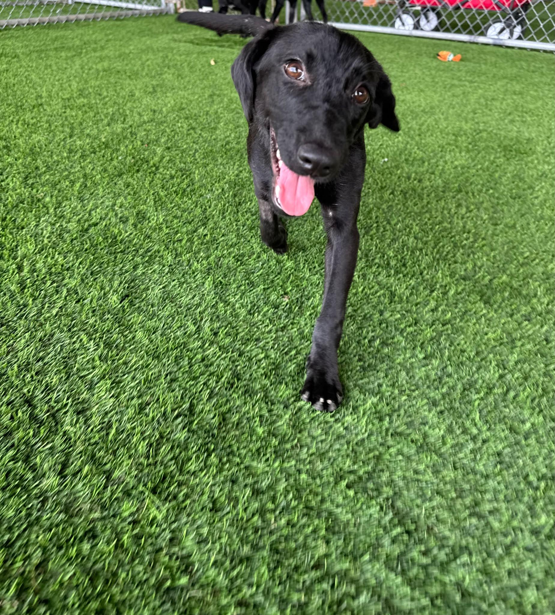 Laena, a ADOPTABLE mixed breed in Morristown, NJ image 3/3