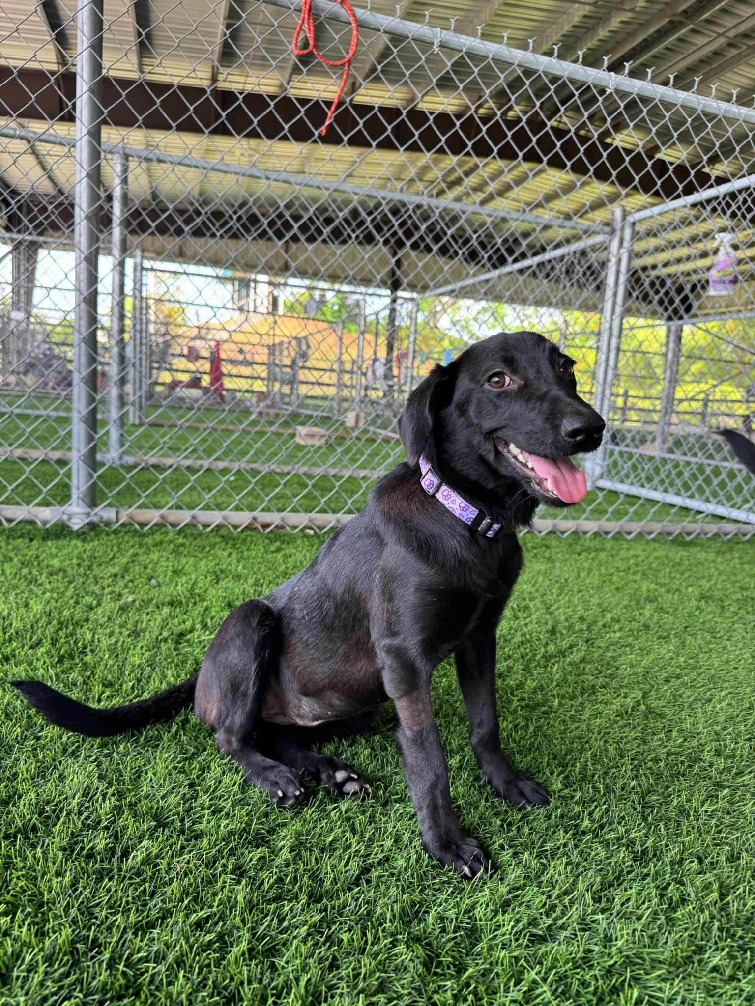 Laena, a ADOPTABLE mixed breed in Morristown, NJ image 2/3