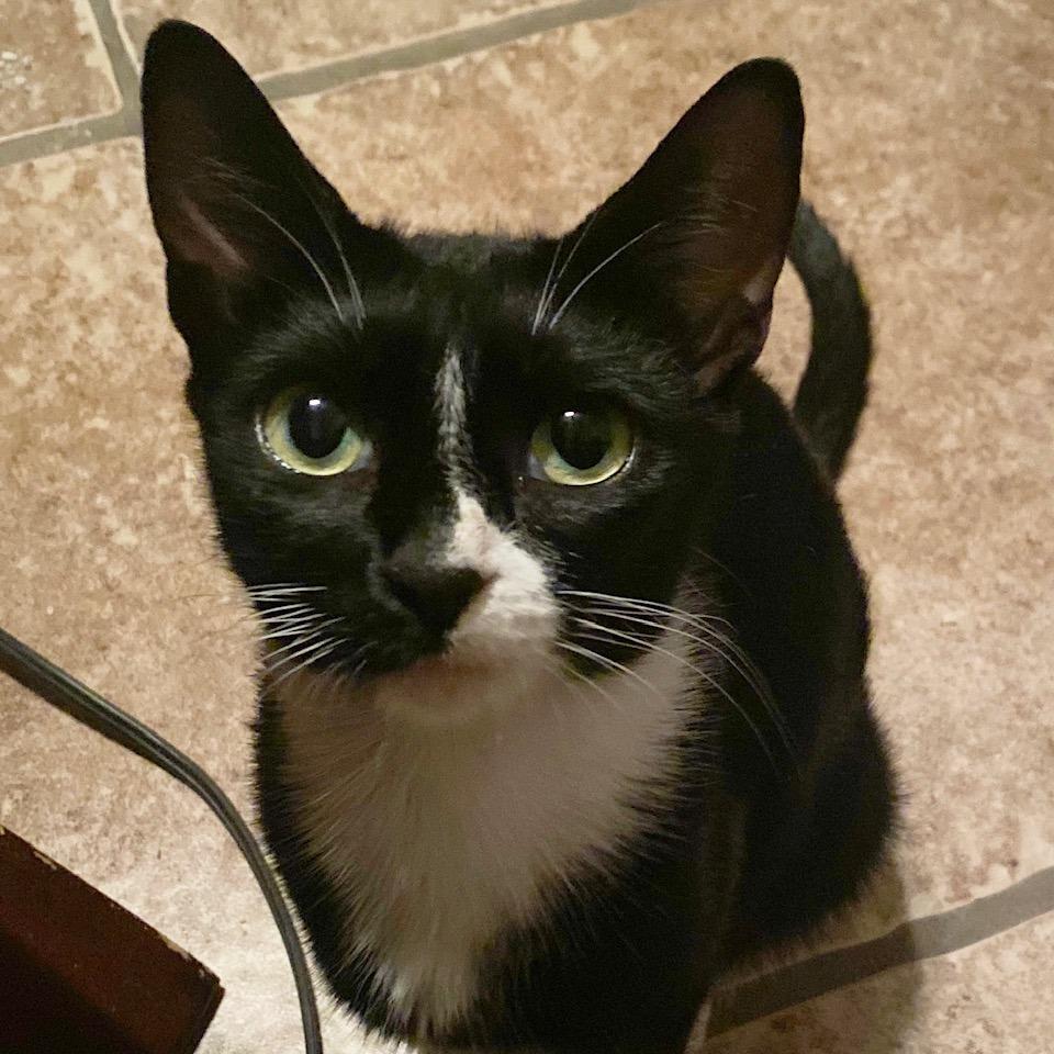 Trixie, Adoptable, Adult Female Domestic Short Hair.