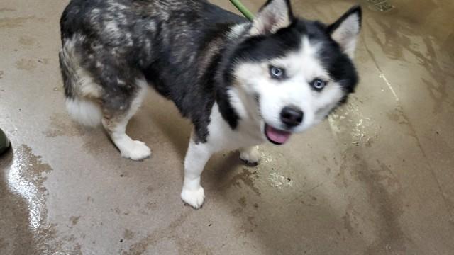 ALEYNA, Adoptable, Adult Female Siberian Husky & Pomeranian.