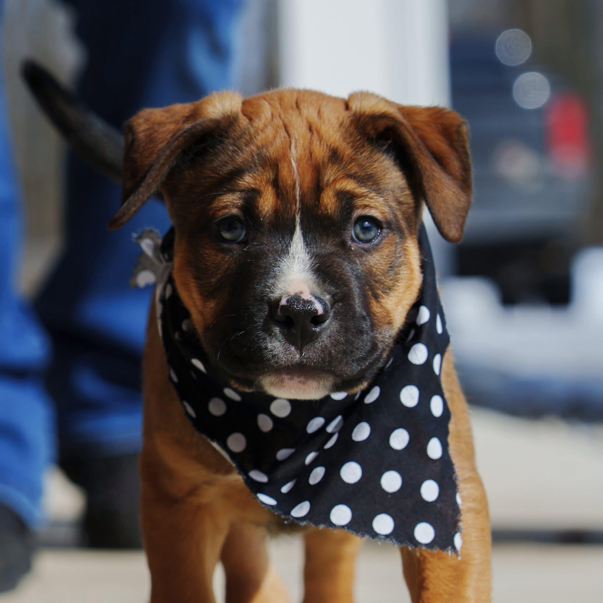 Urban, adopted, Puppy Male Bulldog.