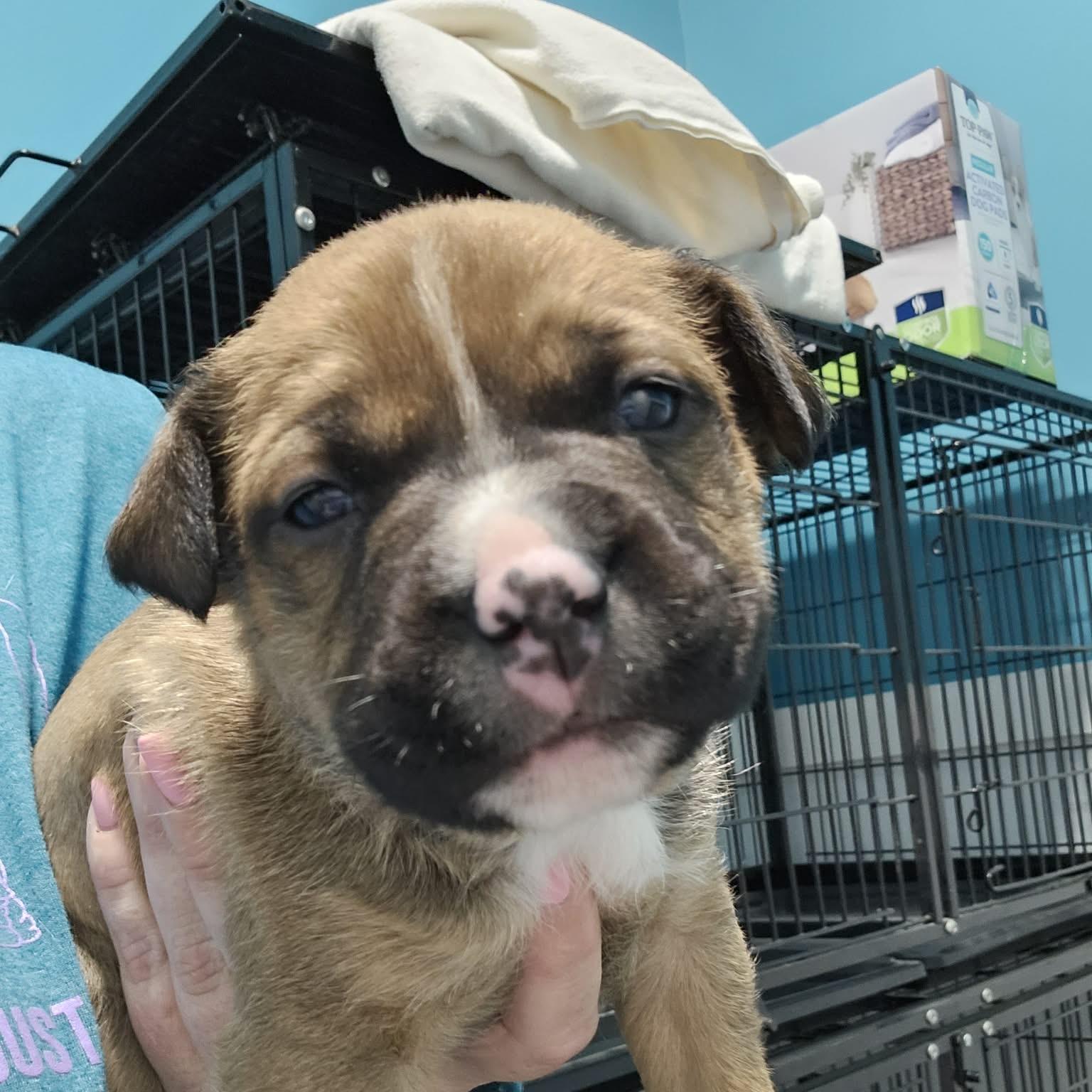 Enlarge Urban, a ADOPTABLE mixed breed in Grafton, OH image 1/4