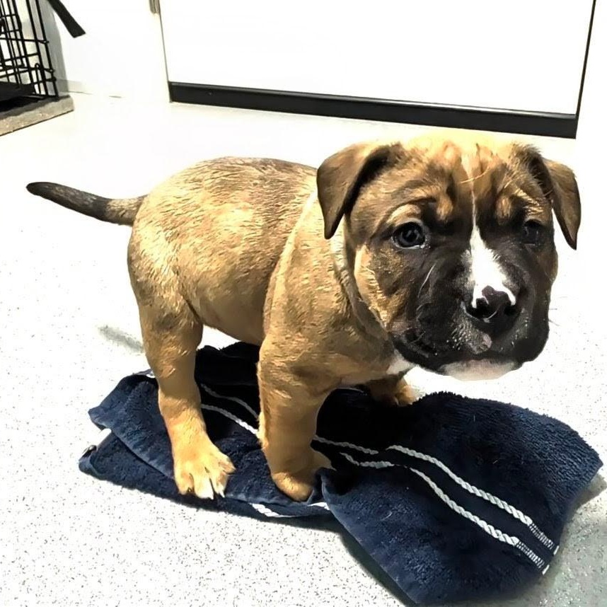 Enlarge Urban, a ADOPTABLE mixed breed in Grafton, OH image 2/4