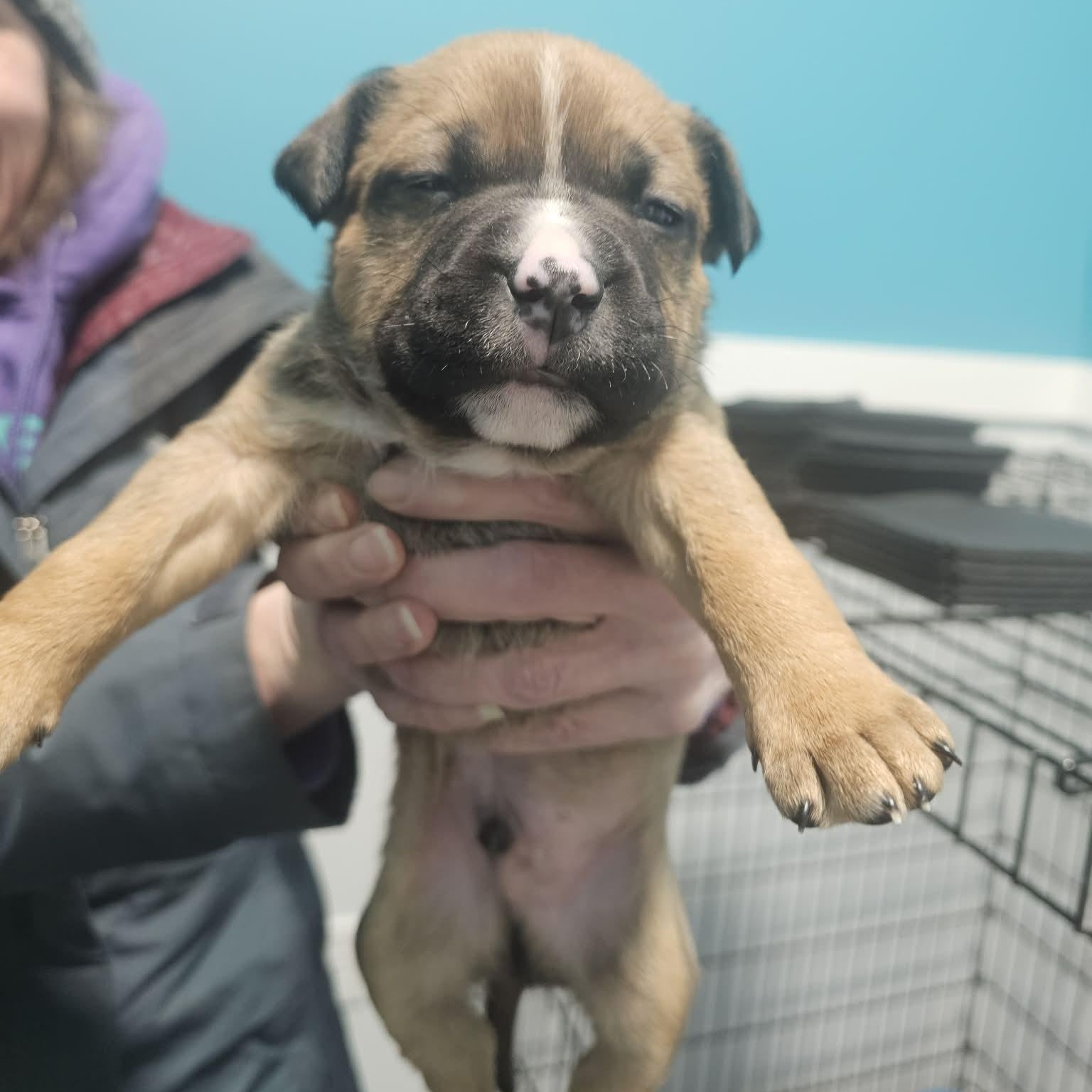 Enlarge Urban, a ADOPTABLE mixed breed in Grafton, OH image 4/4