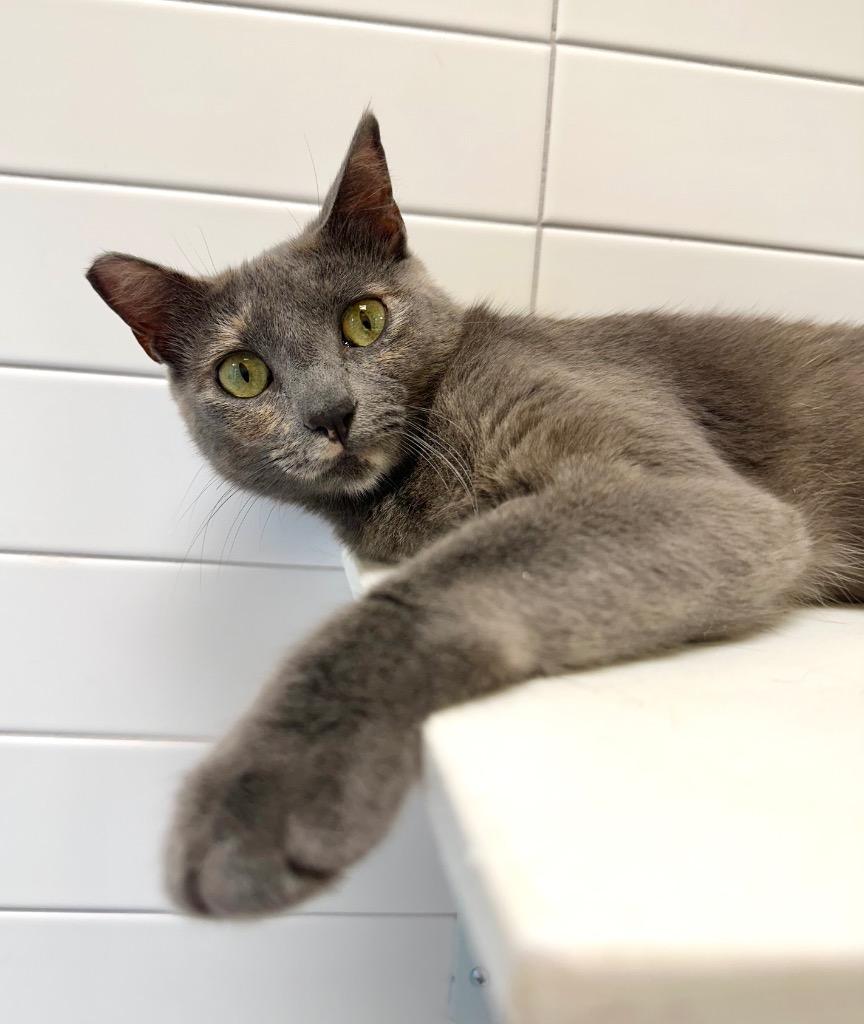 Lily, Adoptable, Young Female Domestic Short Hair.
