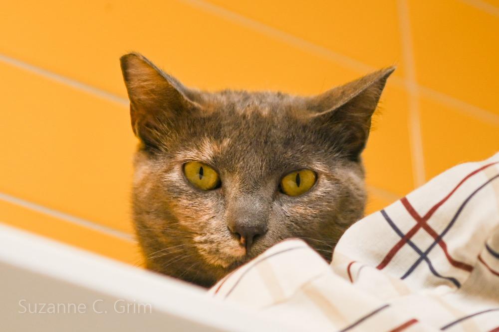 Lily, a Adoptable mixed breed in New Orleans, LA image 2/4