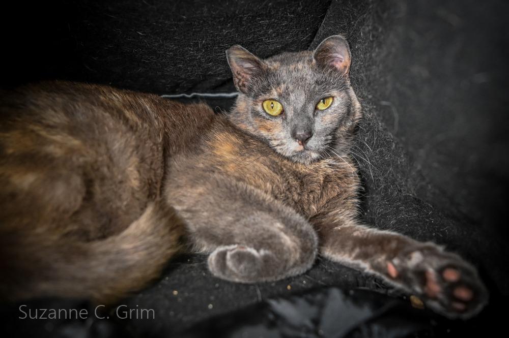 Lily, a Adoptable mixed breed in New Orleans, LA image 4/4