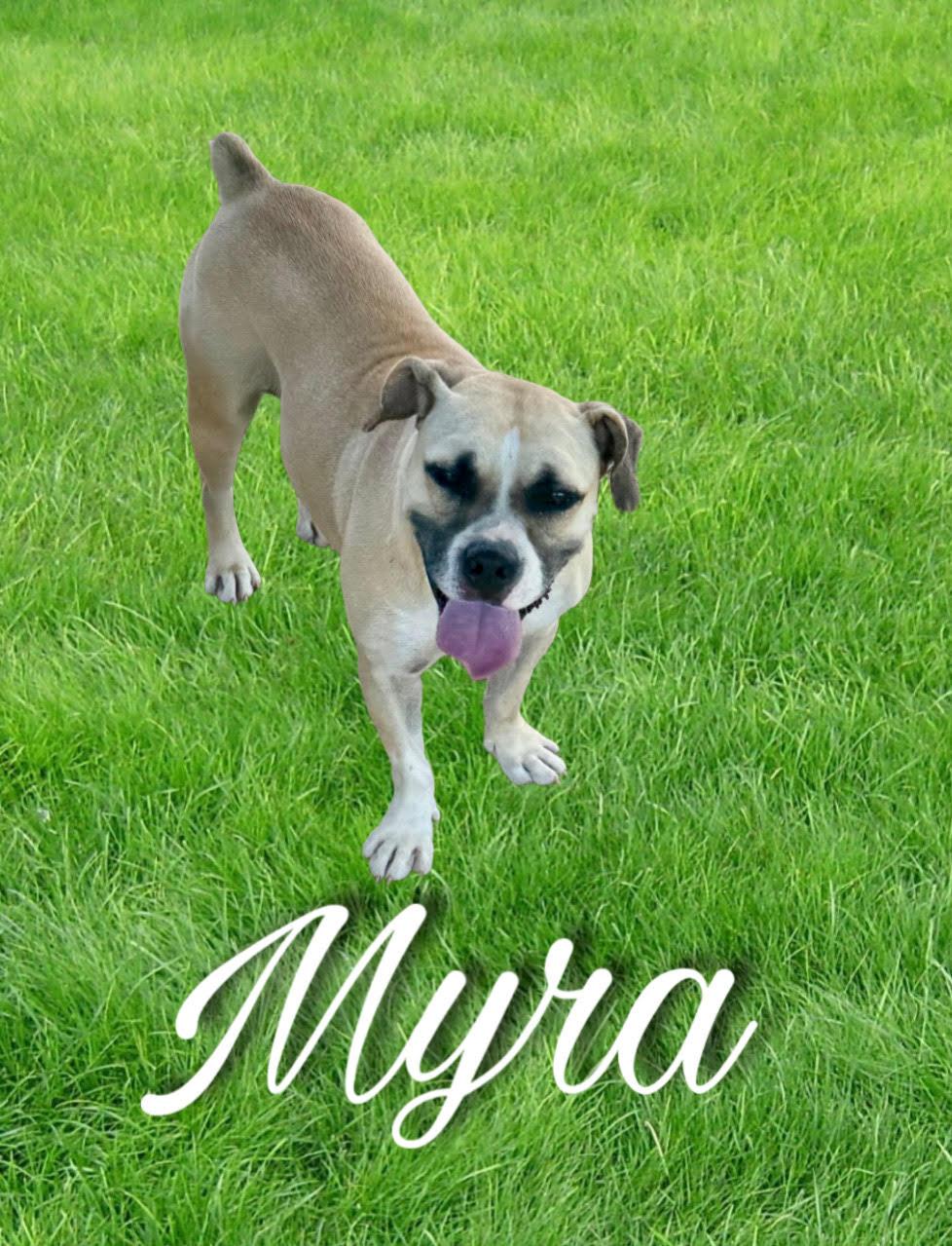 Enlarge Myra, a Adoptable mixed breed in Sherman, TX image 1/1