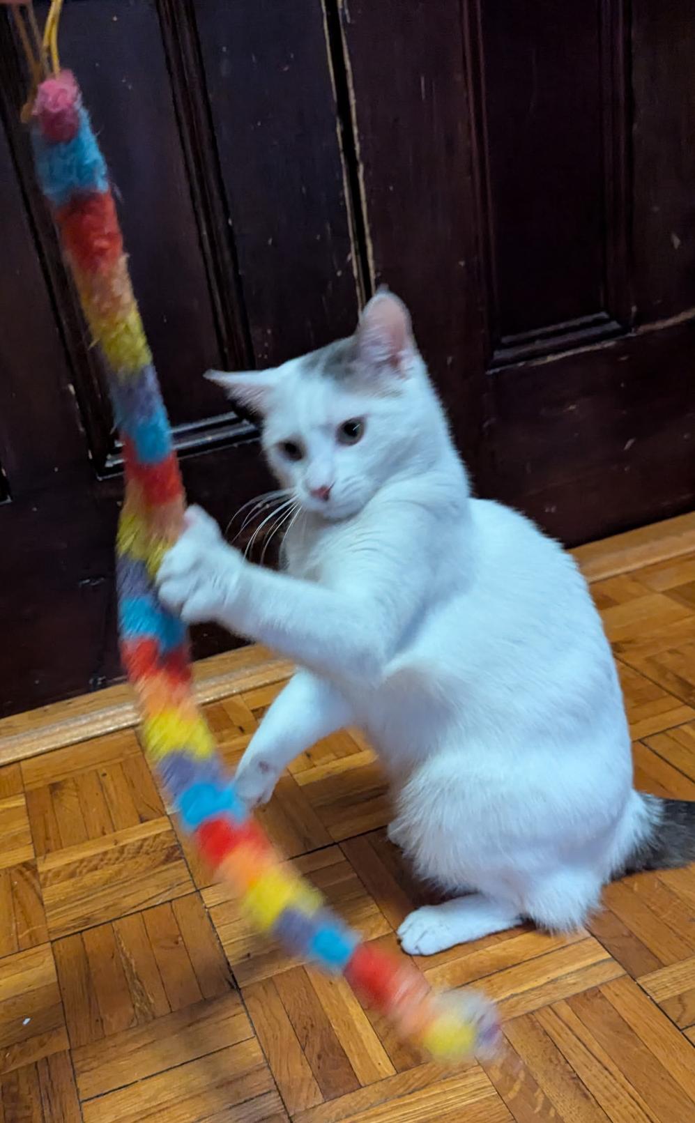 Enlarge MIRI --CUTIE LOVEBUG!, a Adoptable mixed breed in New York, NY image 6/6