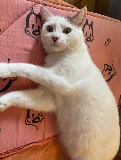 MIRI --CUTIE LOVEBUG!, Adoptable, Adult Female Domestic Short Hair & Tabby.