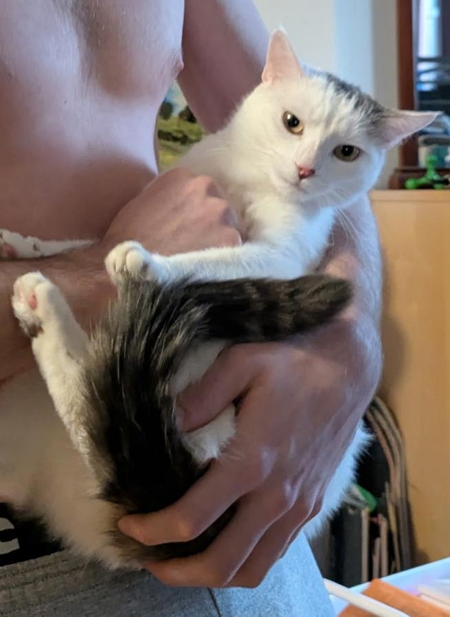 Enlarge MIRI --CUTIE LOVEBUG!, a Adoptable mixed breed in New York, NY image 5/6