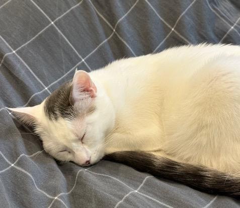 MIRI --CUTIE LOVEBUG!, Adoptable, Young Female Domestic Short Hair & Tabby.