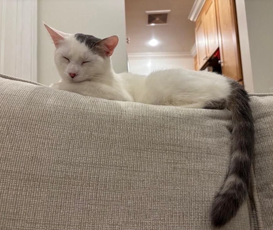 Enlarge MIRI --CUTIE LOVEBUG!, a Adoptable mixed breed in New York, NY image 3/6